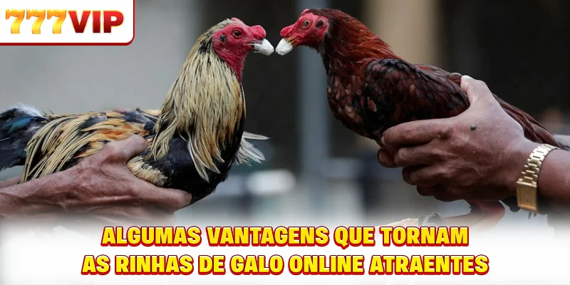 Aprenda as regras cuidadosamente antes de participar de rinhas de galo online