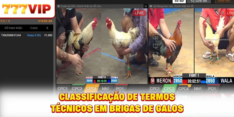 Classificação de termos técnicos em brigas de galos